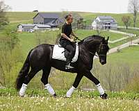 jumping-friesian-horse