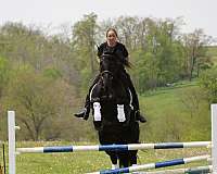 kid-safe-friesian-horse