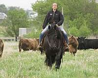 parade-friesian-horse