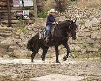 performance-friesian-horse