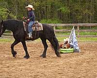 ranch-friesian-horse