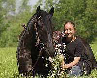 ridden-english-friesian-horse