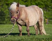 6-hand-silb-horse