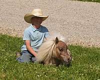 silb-companion-horse