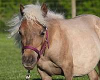 beginner-pony