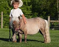 companion-pony