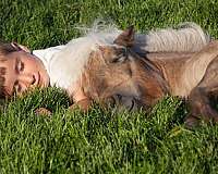 silb-beginner-horse