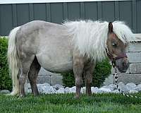 companion-gelding