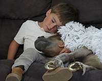 silb-kid-safe-horse