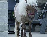 beginner-gelding