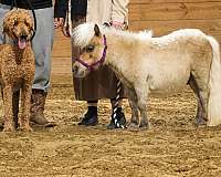 kid-safe-gelding