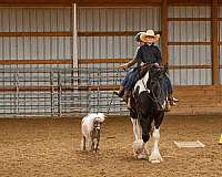 beginner-horse