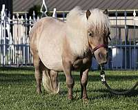 companion-horse