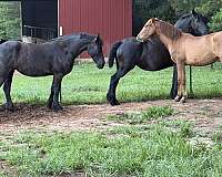 andalusian-filly
