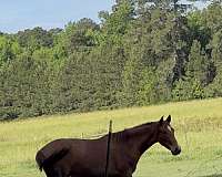 andalusian-horse-for-sale