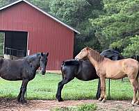 andalusian-horse