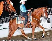 broke-gelding-tennessee-walking-horse