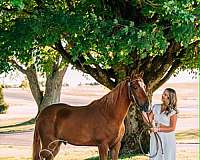 finals-tennessee-walking-horse