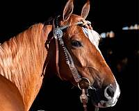 third-tennessee-walking-horse