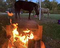 16-hand-smokey-black-horse