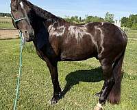 smokey-black-trick-horse