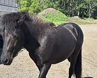black-quarter-horse-stallion-yearling