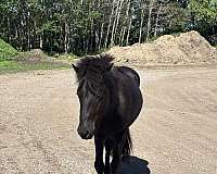 barrel-racing-stallion-yearling