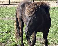 harness-stallion-yearling