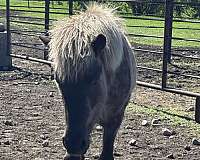 pole-stallion-yearling