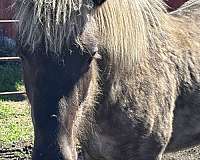 trail-stallion-yearling