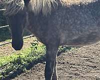 western-riding-stallion-yearling