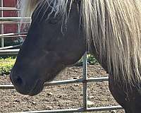 black-stallion-yearling