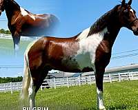 pilgrim-tennessee-walking-horse