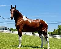 pilgrim-horse