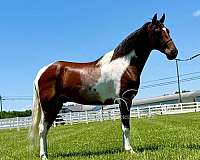 pilgrim-gelding