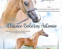 beginner-miniature-horse