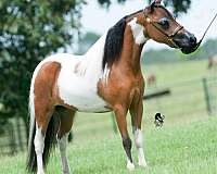 blue-eyed-miniature-horse