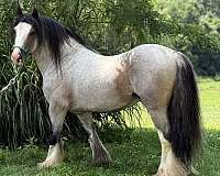 bay-ghra-gvhs-stallion