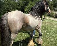 bay-roan-ghra-gvhs-stallion