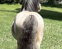 roan-ghra-gvhs-stallion