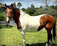 advanced-beginner-horse-mare