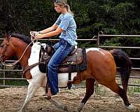 advanced-beginner-paint-horse