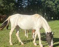 homozygous-tobiano-spotted-horse