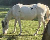 black-spotted-broodmare