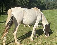 black-spotted-foal