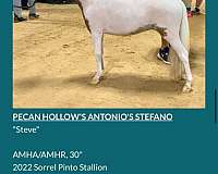 beginner-miniature-horse