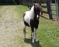 pinto-horse