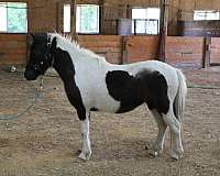 black-pinto-horse