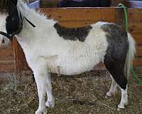 black-flashy-pinto-horse