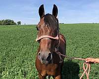 harness-pony